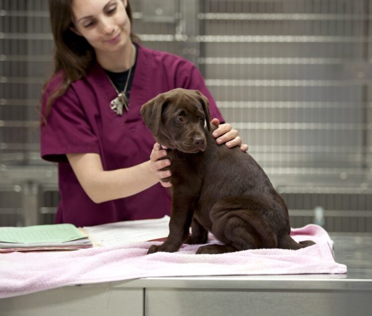 A veterinary technician in a maroon uniform gently examines a chocolate Labrador puppy sitting on a towel-covered exam table in a veterinary clinic.