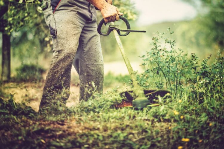 A person wearing gray pants uses a grass trimmer to cut overgrown grass and weeds outdoors, surrounded by green vegetation on a sunny day.
